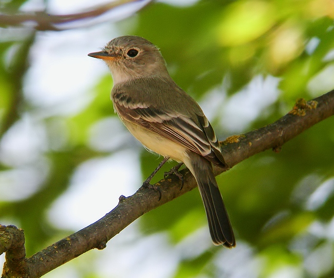 American dusky flycatcher