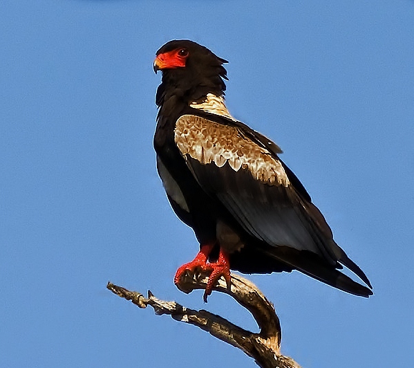 Bateleur