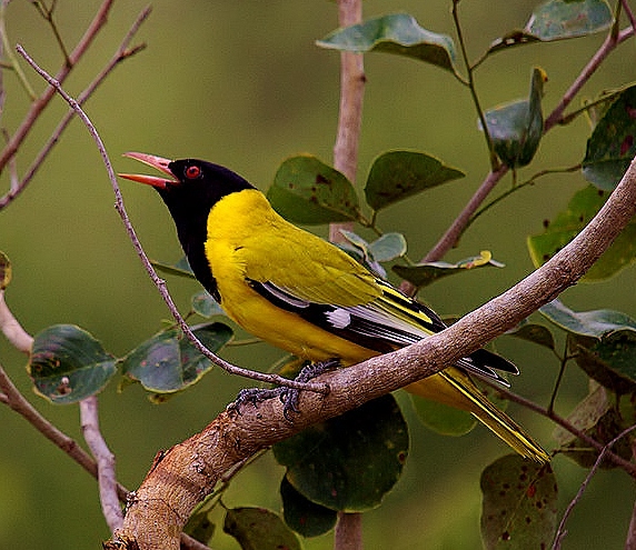 Black-headed oriole