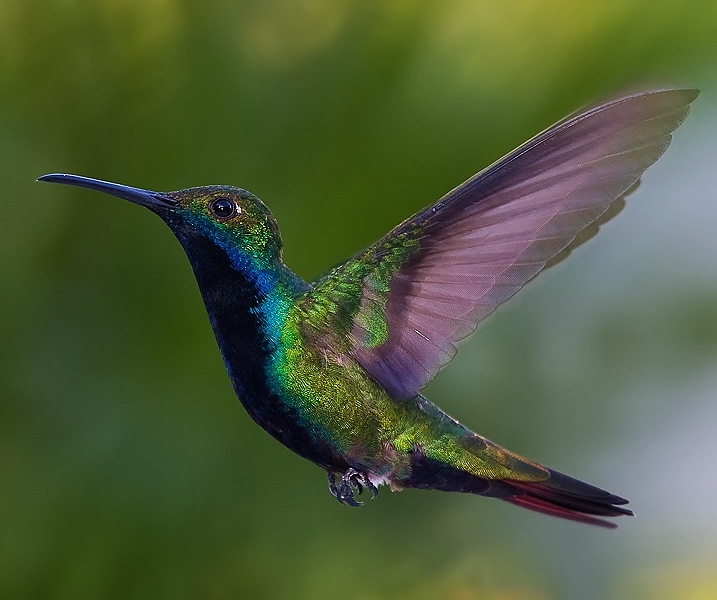 Black-throated mango