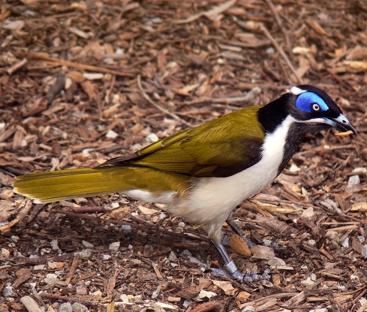 Blue-faced honeyeater