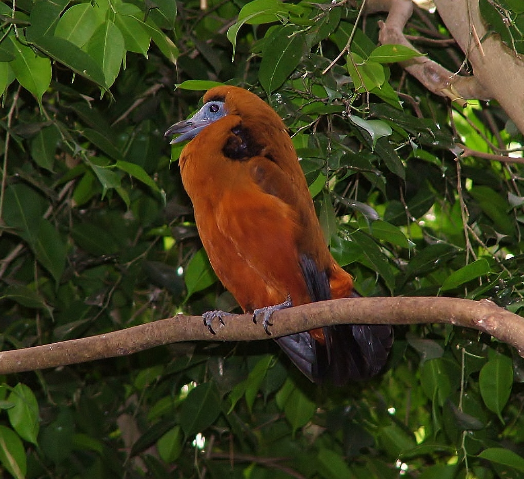 Capuchinbird