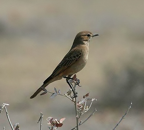 Chat flycatcher