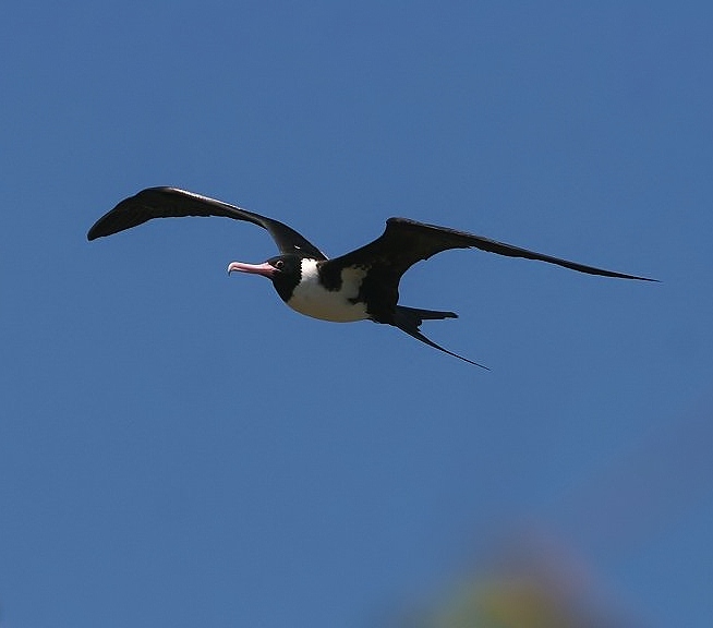 Christmas frigatebird