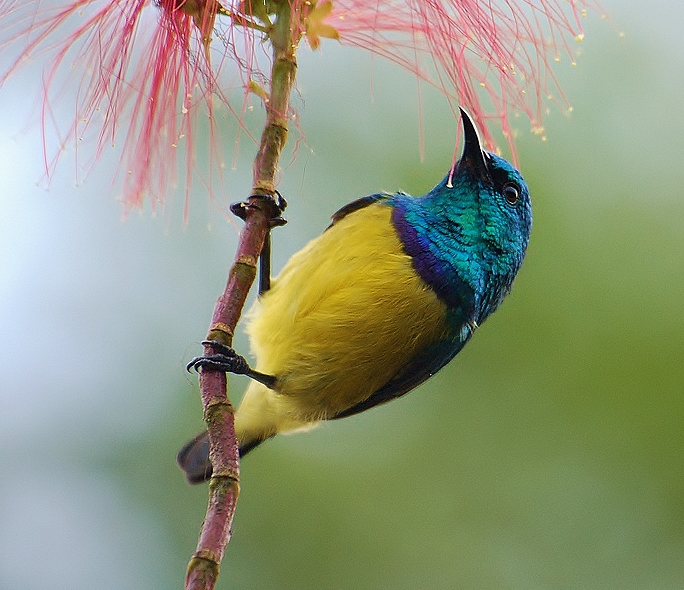 Collared sunbird