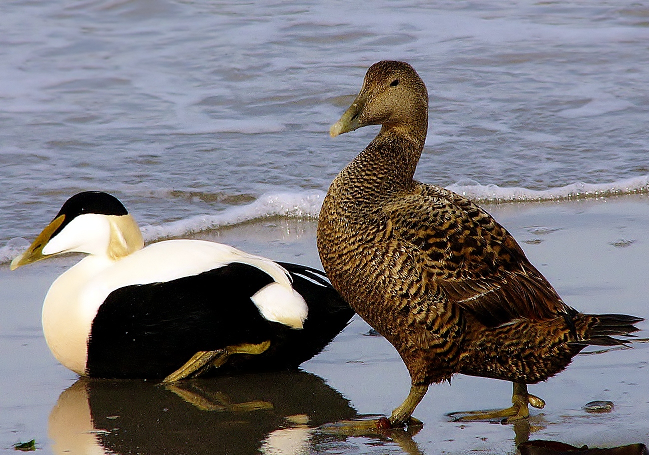 Common eider