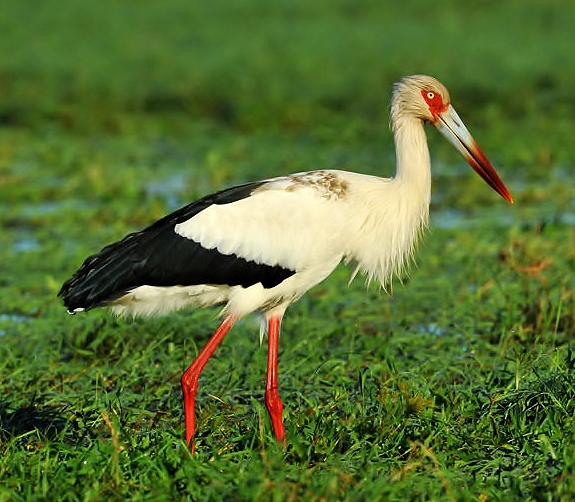 Maguari stork