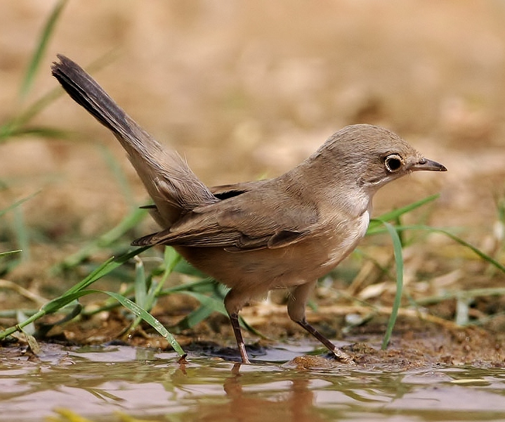 Menetries's warbler