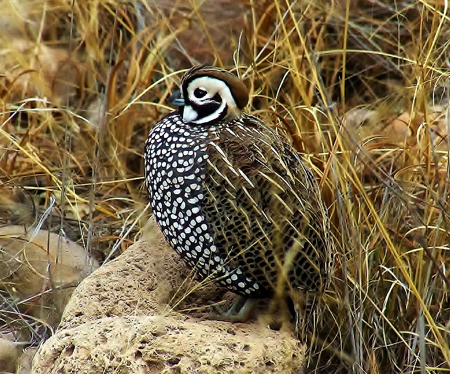 Montezuma quail