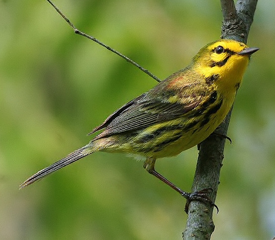 Prairie warbler