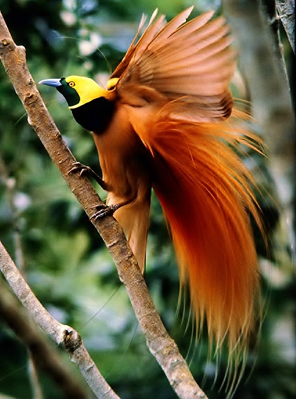 Raggiana bird-of-paradise