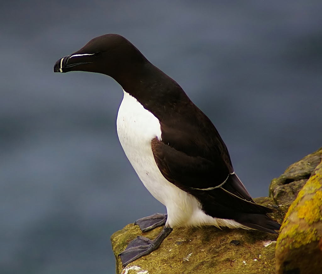 Razorbill