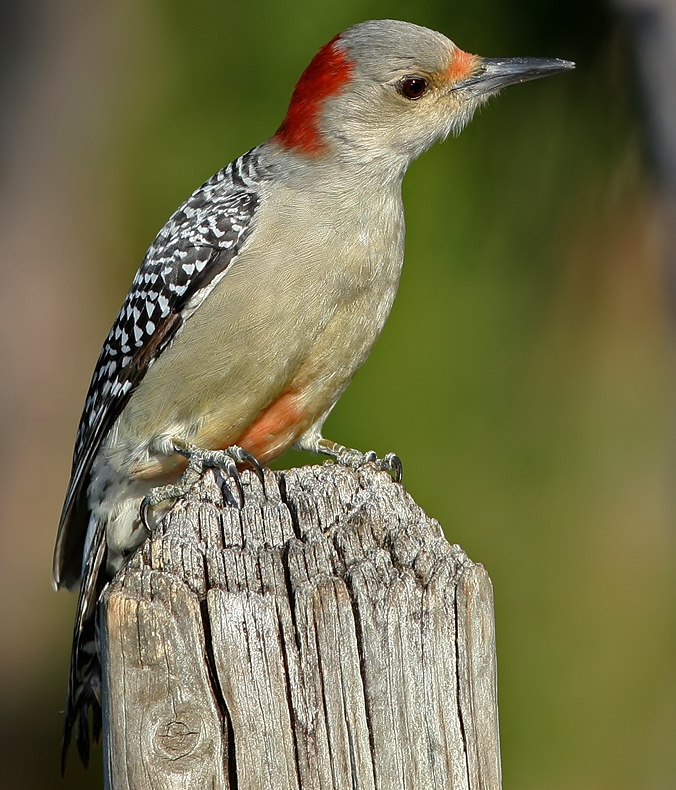 Red-bellied woodpecker