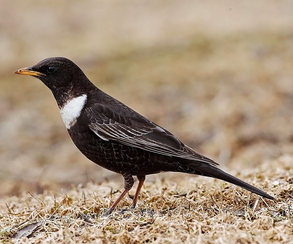 Ring ouzel