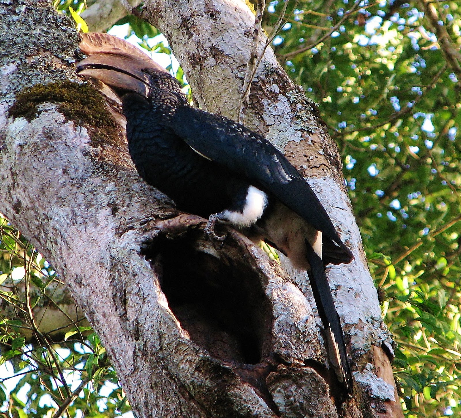 Silvery-cheeked hornbill