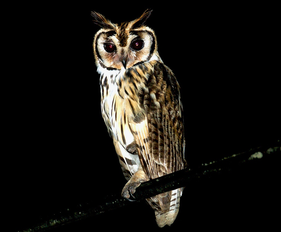 Striped owl