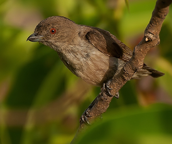 Thick-billed flowerpecker