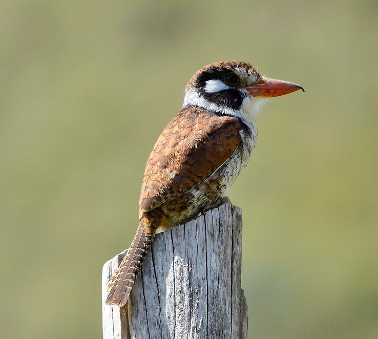 White-eared puffbird