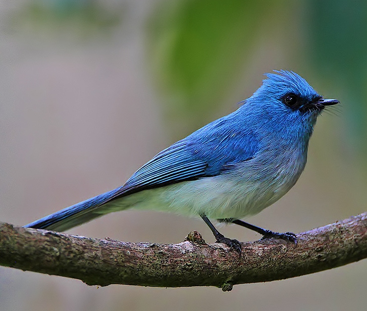 African blue-flycatcher