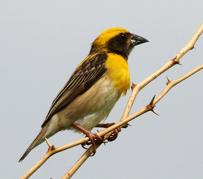 Baya weaver