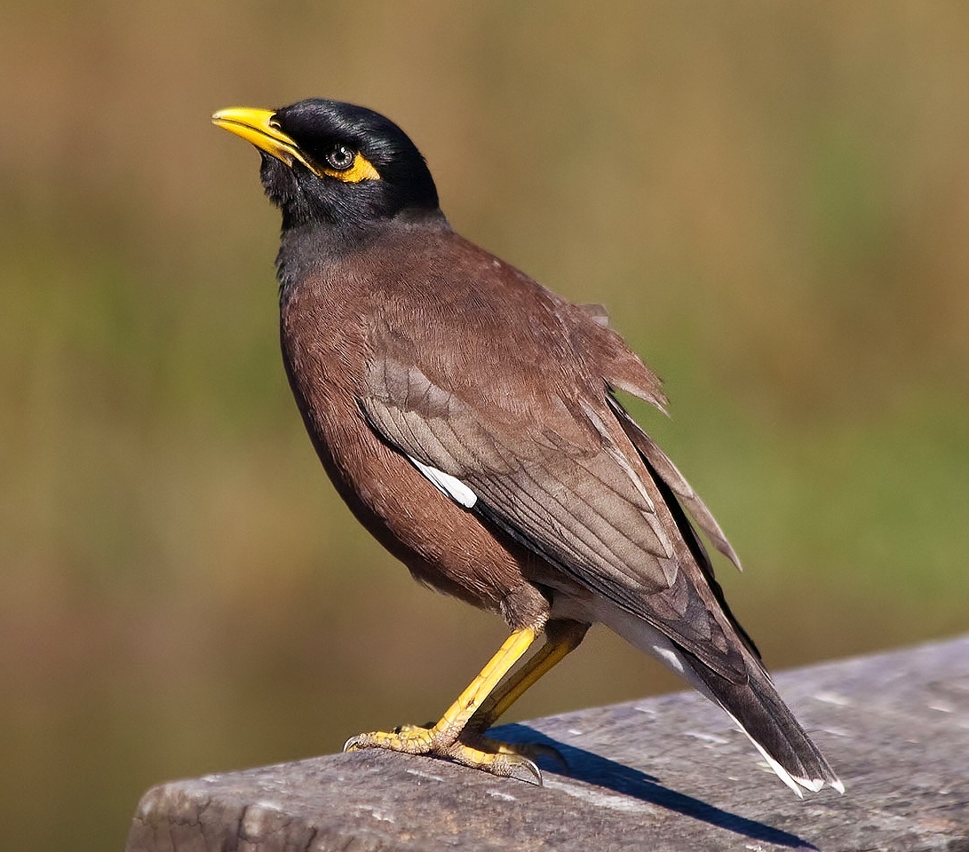 Common myna