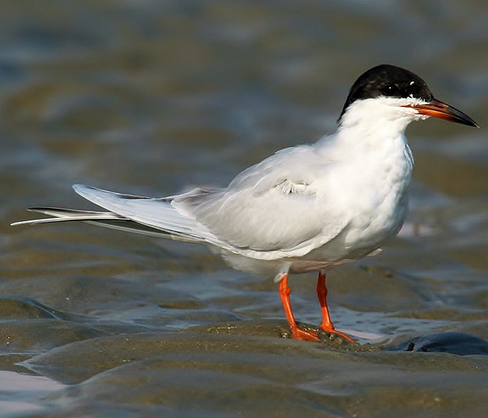 Forster's tern