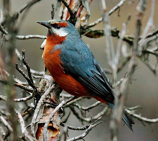 Giant conebill