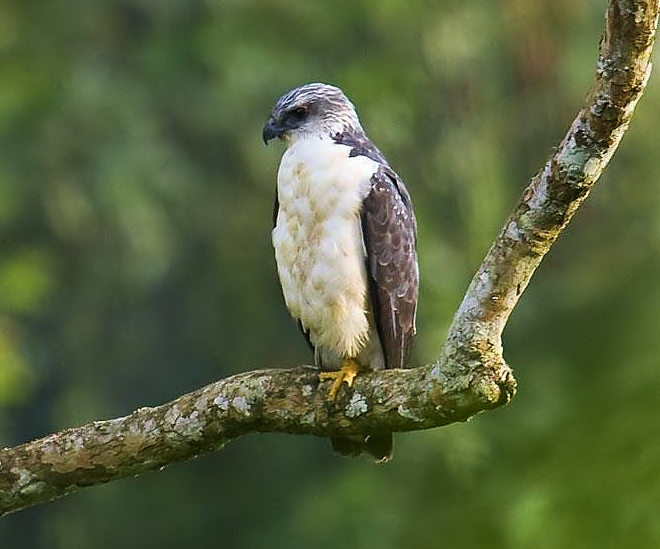 Grey-backed hawk