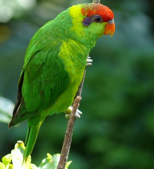 Iris lorikeet