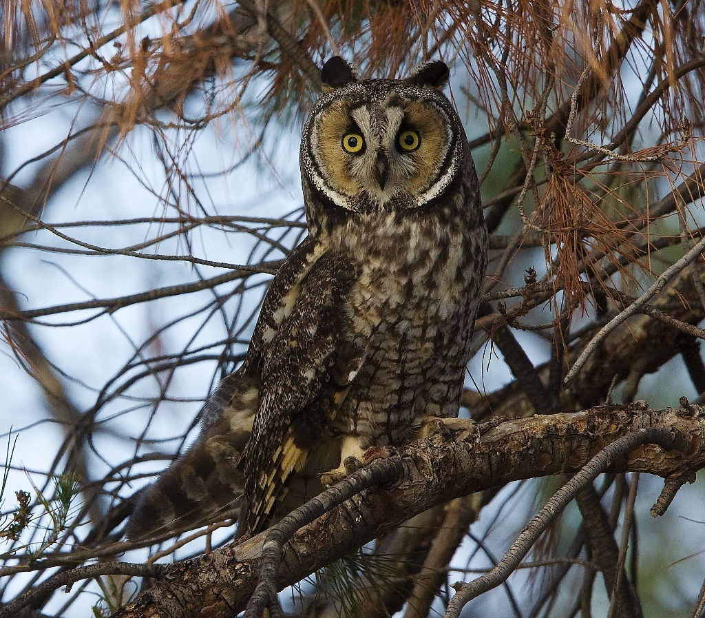 Long-eared owl