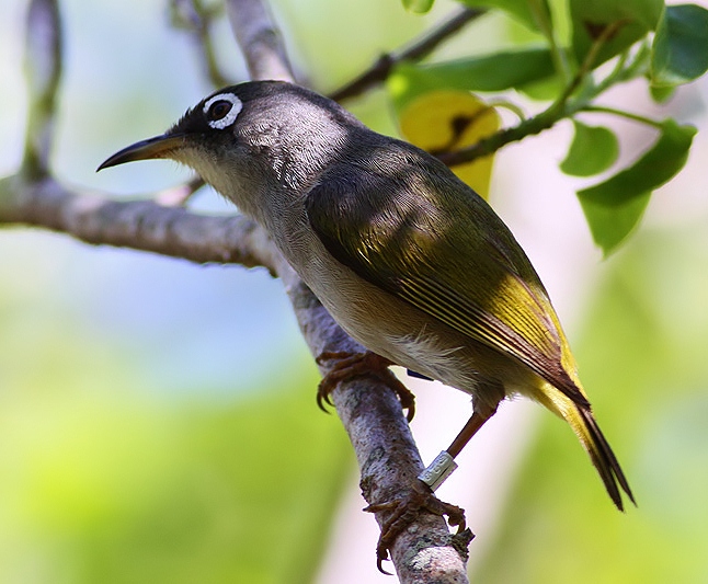 Mauritius olive white-eye