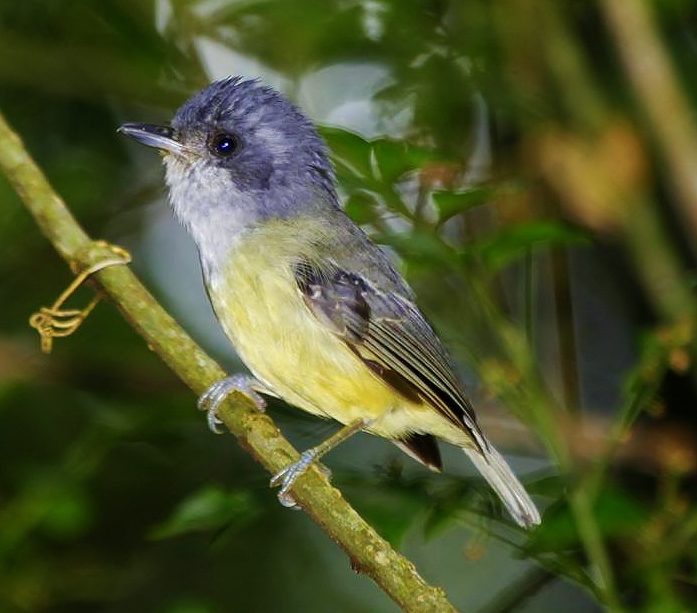 Plain antvireo