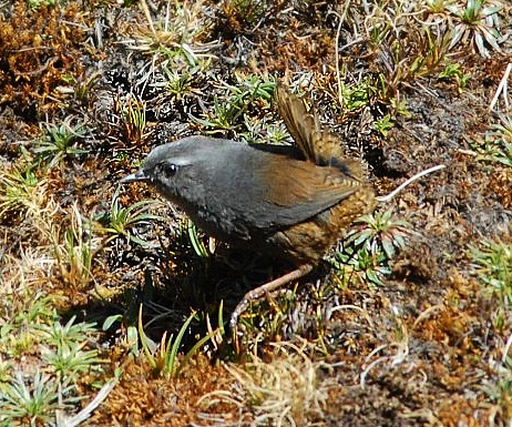 Puna tapaculo