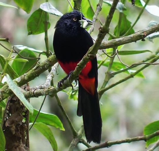 Red-bellied grackle