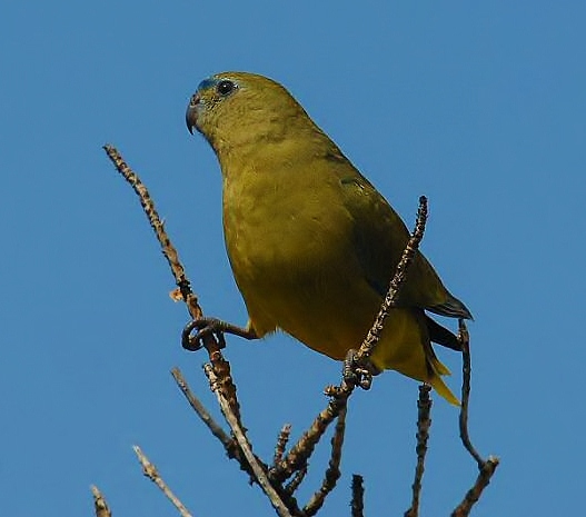 Rock parrot