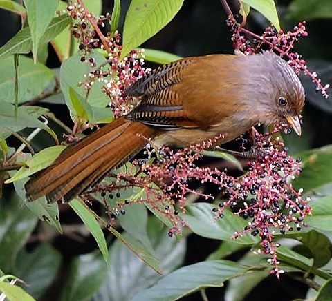 Rusty-fronted barwing