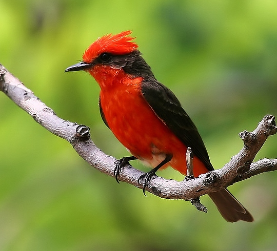 Vermilion flycatcher