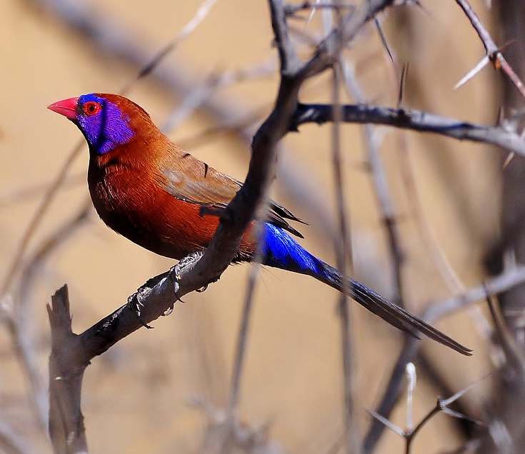 Violet-eared waxbill