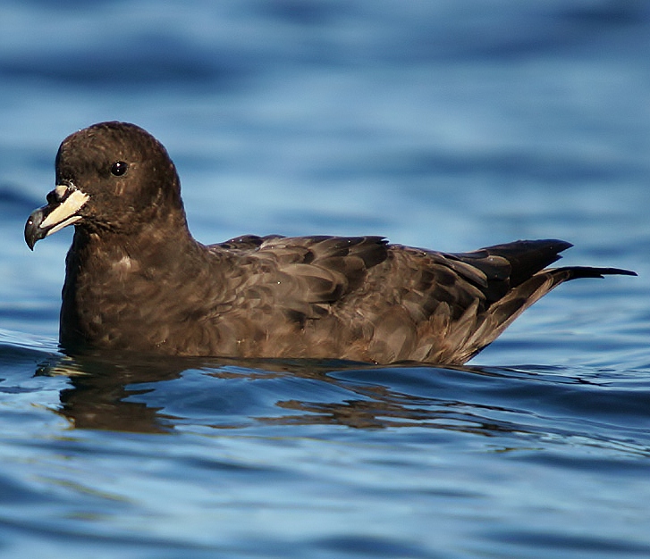 Westland petrel