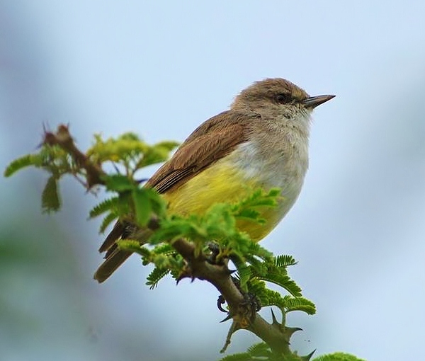 Yellow-bellied eremomela