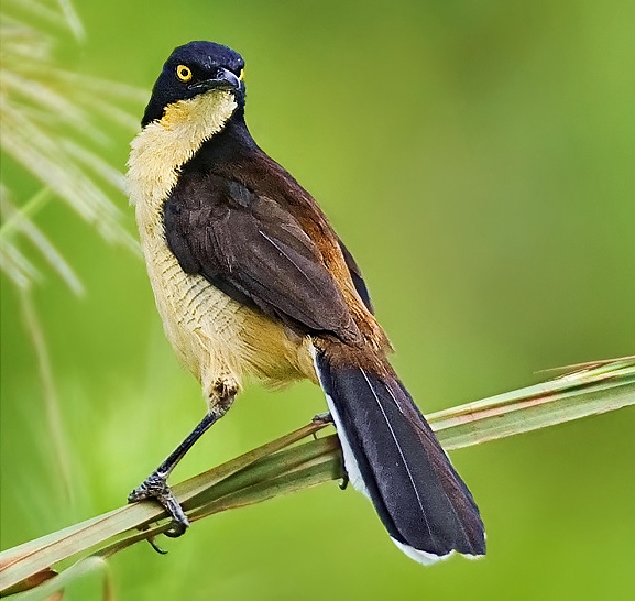 Black-capped donacobius