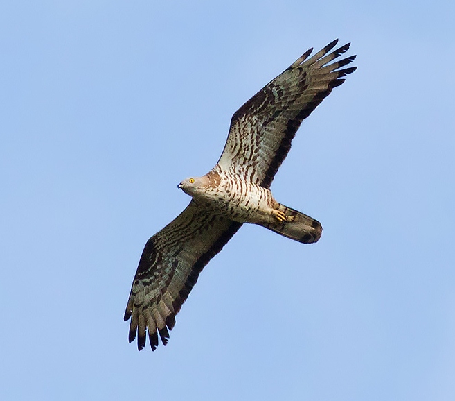 European honey-buzzard