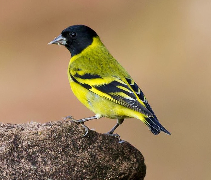 Hooded siskin