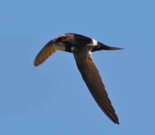 Horus swift