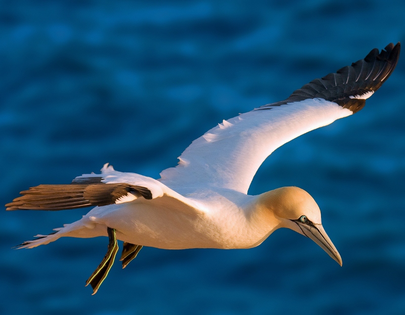 Northern gannet