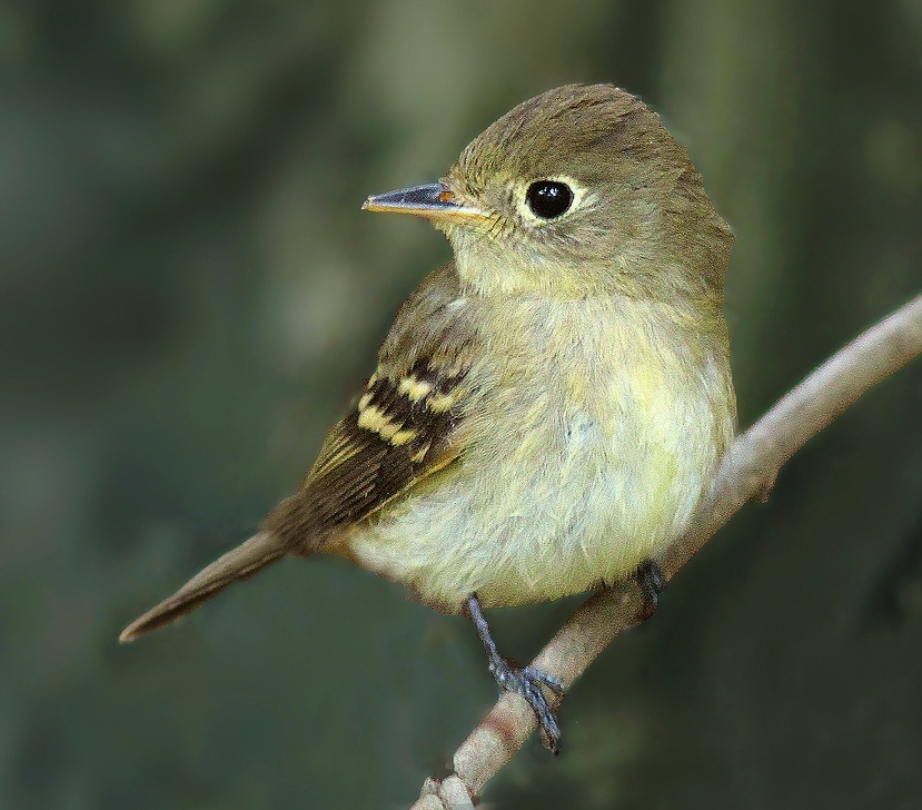 Pacific-slope flycatcher