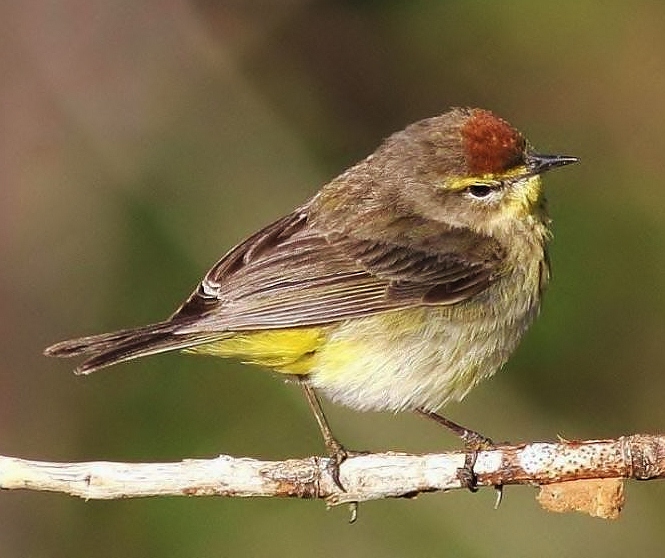 Palm warbler