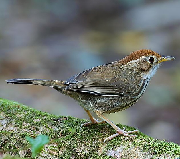 Puff-throated babbler