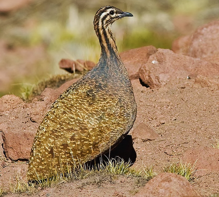 Puna tinamou