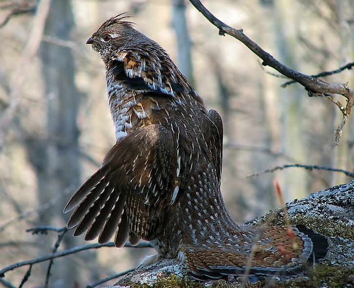 Ruffed grouse